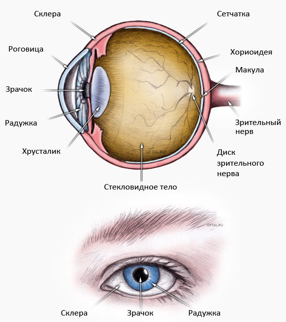 Строение, функции и анатомия глаза | Oftal